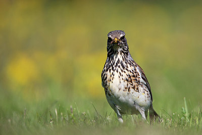 BUITEN BEELD Foto: 306843