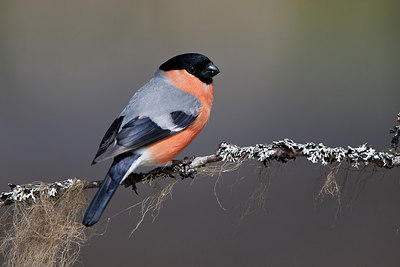 BUITEN BEELD Foto: 306867