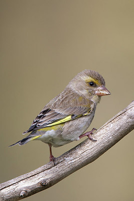 BUITEN BEELD Foto: 306879