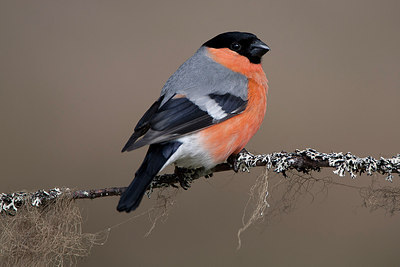 BUITEN BEELD Foto: 306886
