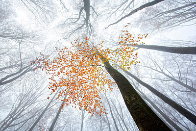 BUITEN BEELD Foto: 306961