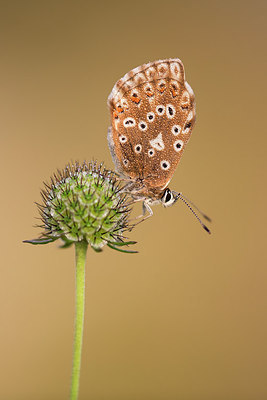 BUITEN BEELD Foto: 306974