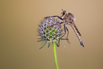 BUITEN BEELD Foto: 306975