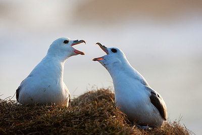 BUITEN BEELD Foto: 306993