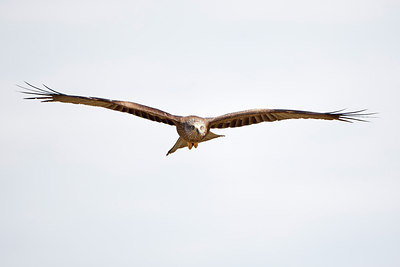 BUITEN BEELD Foto: 307004