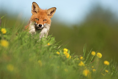 BUITEN BEELD Foto: 307009