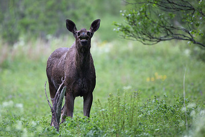 BUITEN BEELD Foto: 307025