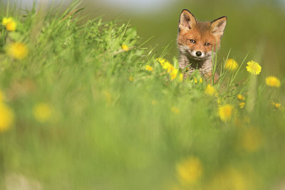 BUITEN BEELD Foto: 307049