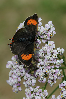 BUITEN BEELD Foto: 307080