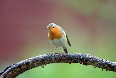 BUITEN BEELD Foto: 307086
