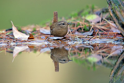 BUITEN BEELD Foto: 307089