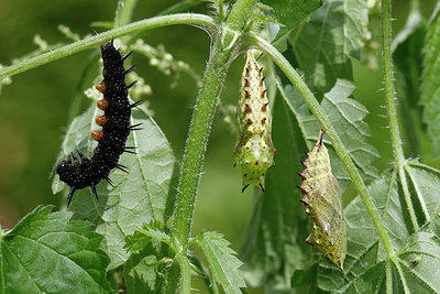 BUITEN BEELD Foto: 307093