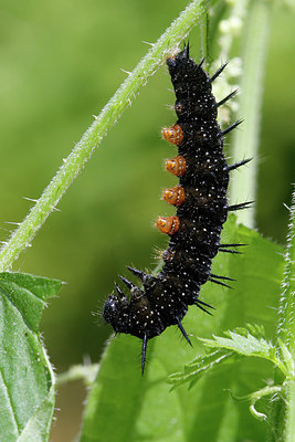 BUITEN BEELD Foto: 307095