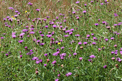 BUITEN BEELD Foto: 307138