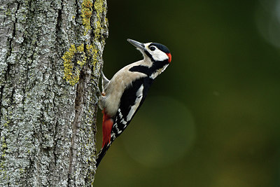 BUITEN BEELD Foto: 307145