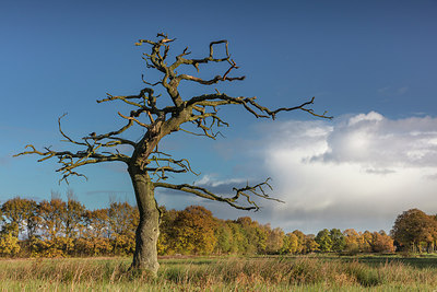 BUITEN BEELD Foto: 307174