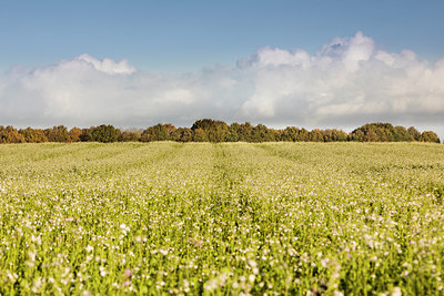 BUITEN BEELD Foto: 307203