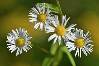 BUITEN BEELD Foto: 307231