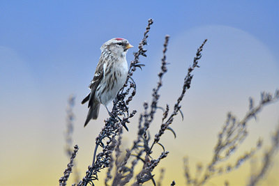 BUITEN BEELD Foto: 307275