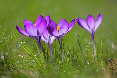 BUITEN BEELD Foto: 307292