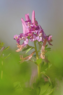 BUITEN BEELD Foto: 307293