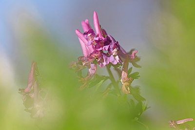BUITEN BEELD Foto: 307298