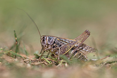 BUITEN BEELD Foto: 307381