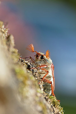 BUITEN BEELD Foto: 307385