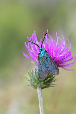 BUITEN BEELD Foto: 307387
