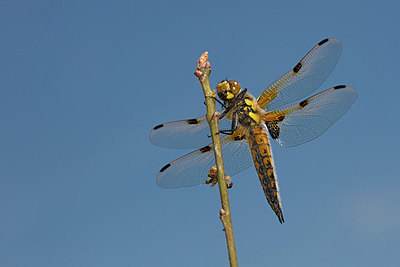 BUITEN BEELD Foto: 307396