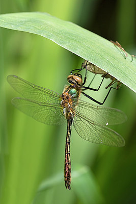 BUITEN BEELD Foto: 307399
