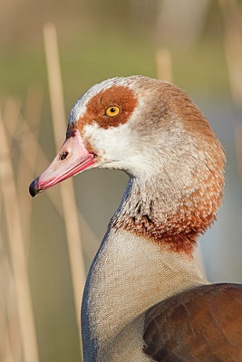 BUITEN BEELD Foto: 307411