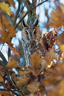 BUITEN BEELD Foto: 307412