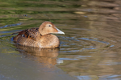 BUITEN BEELD Foto: 307419