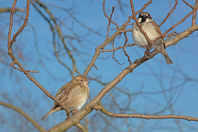 BUITEN BEELD Foto: 307429
