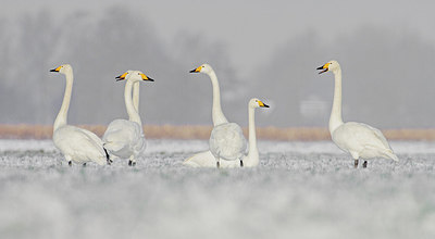 BUITEN BEELD Foto: 307433