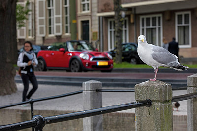 BUITEN BEELD Foto: 307465