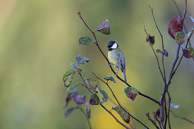 BUITEN BEELD Foto: 307515