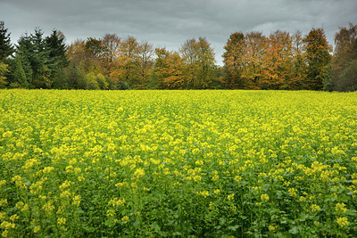 BUITEN BEELD Foto: 307524