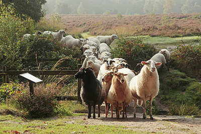 BUITEN BEELD Foto: 307560