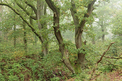 BUITEN BEELD Foto: 307565