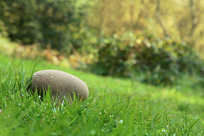 BUITEN BEELD Foto: 307567
