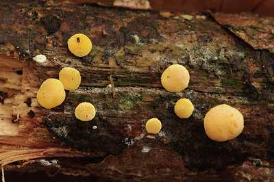 BUITEN BEELD Foto: 307663