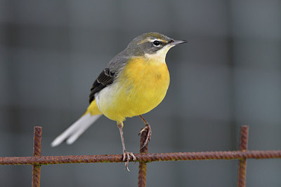 BUITEN BEELD Foto: 307668