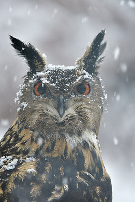 BUITEN BEELD Foto: 307687