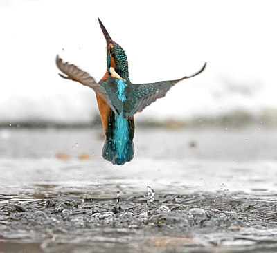 BUITEN BEELD Foto: 307757