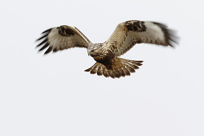 BUITEN BEELD Foto: 307773