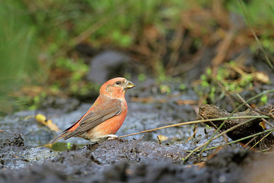 BUITEN BEELD Foto: 307812