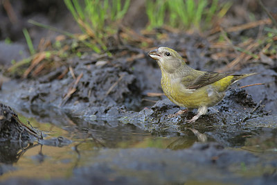 BUITEN BEELD Foto: 307813