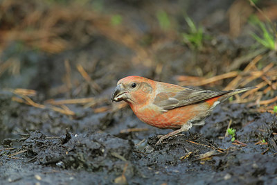 BUITEN BEELD Foto: 307816